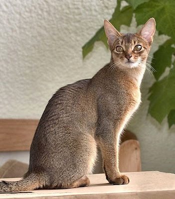 Abyssinians Cats
