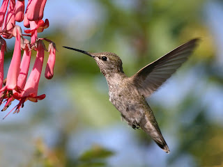 hummingbird, flowers