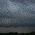 Starling Roost
