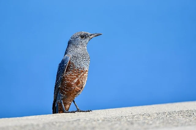 El microbioma de las aves: un enigma para la ciencia que comienza a desvelarse