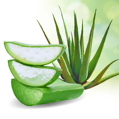 Aloe Vera and its wonders