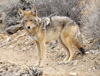 Coyote | Description