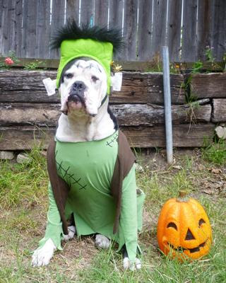 disfraces de halloween para perros frankenstein