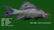 Ikan hitam (Labeo chrysophekadion) ada di Lampung