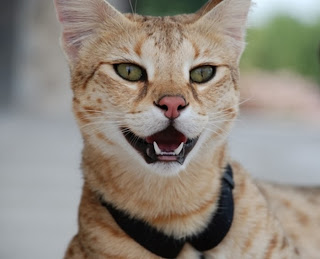 Savannah Cat, Kucing Terpanjang Di Dunia
