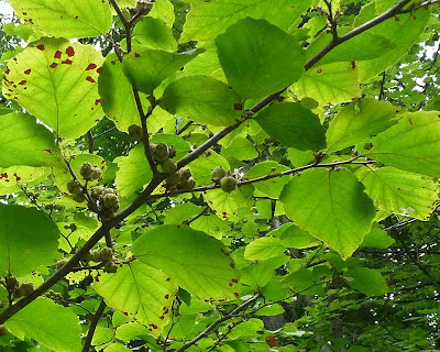 Witch Hazel Plant