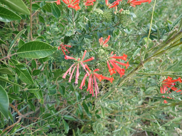 Bouvardia terniflora