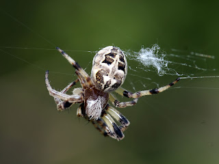 Spider Wallpapers