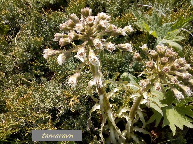 Белокопытник Татеваки (Petasites tatewakianus)