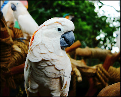 SINGAPORE BIRD PARK -JURONG-PRIYAMUDANPRABU