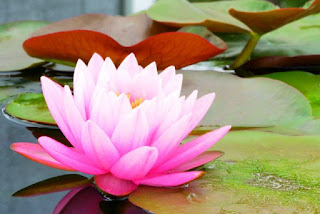 Foto Gambar Bunga Teratai Sedang Mekar_Lotus Flower Picture