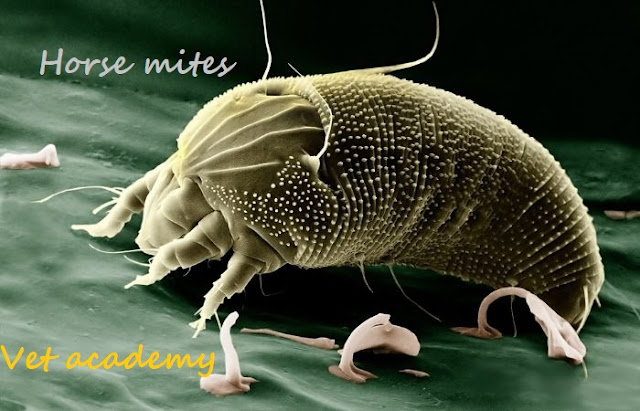 Horse mites - عث الحصان