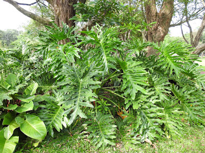 龜背芋（電信蘭）