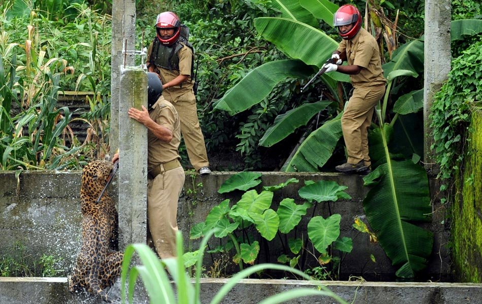 Leopard mauls six in Siliguri, India ( Photos ) - Sri 