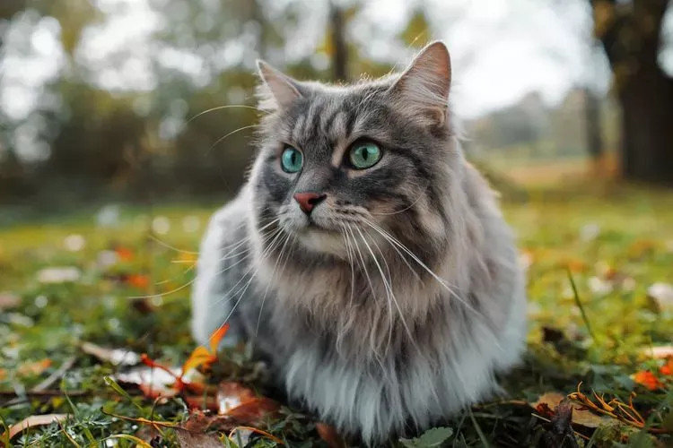 Kucing
