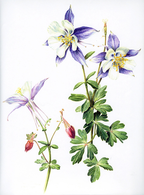 ranch  Aquilegia  watercolor, Constance painting caerulea Sayas)  highlands class