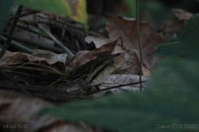 IMG_3715