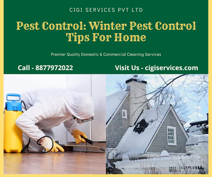 Pest Control: Pest Control Tips For Home (Winter Special)