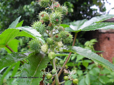 Castor bean, Ricinus communis