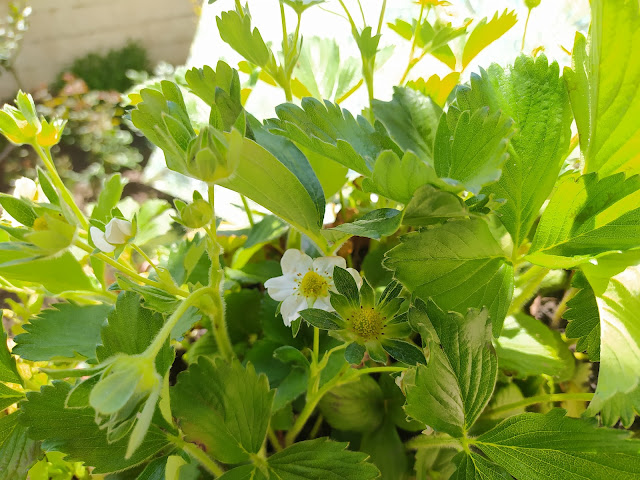 Fresones (Fragaria x ananassa).