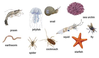 51 Hewan  Invertebrata  Adalah Gambar Top