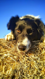 Ali, a rescue dog, border collie breed