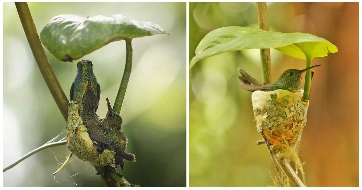 Ingenious tiny hummingbird constructs nest featuring a roof