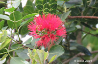 Red 'Ohi'a lehua - Lyon Arboretum, Manoa Valley, Oahu, HI