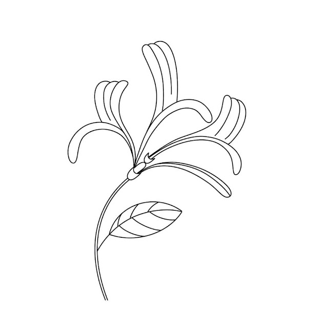 line drawing of honeysuckle blossom