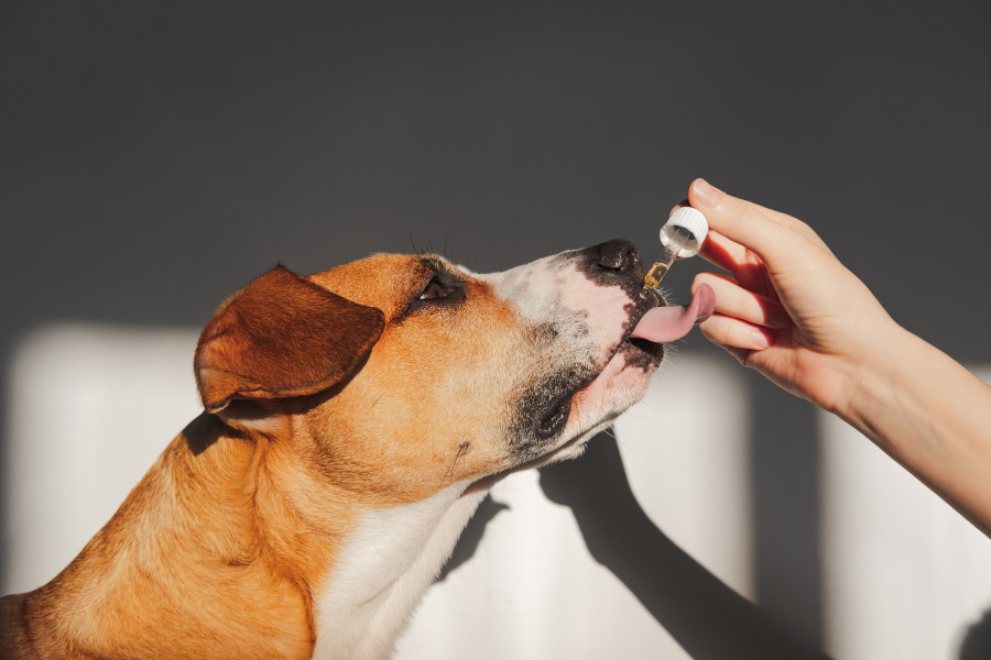 New Work Schedule? CBD Pet Drops Can Help Your Pup Adjust.