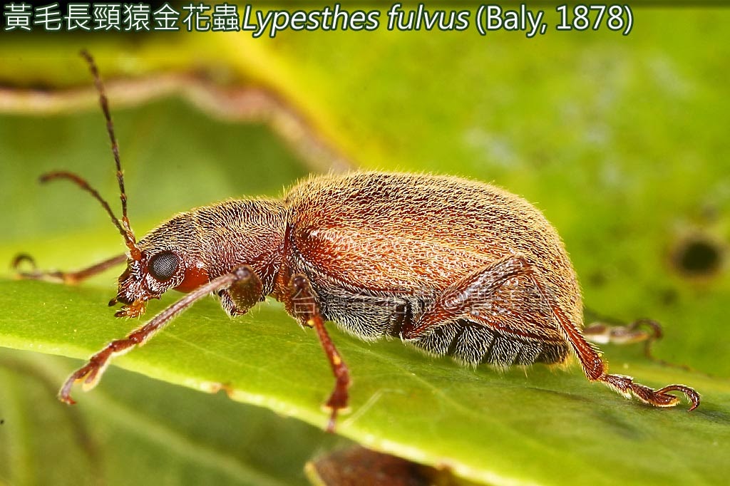 台灣的金花蟲taiwan Leaf Beetles 08 015 黃毛長頸猿金花蟲