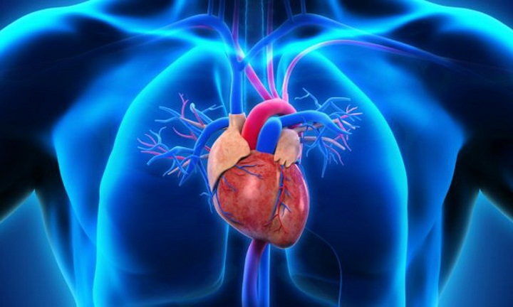 Memahami Fungsi Jantung Manusia dan Cara Kerjanya