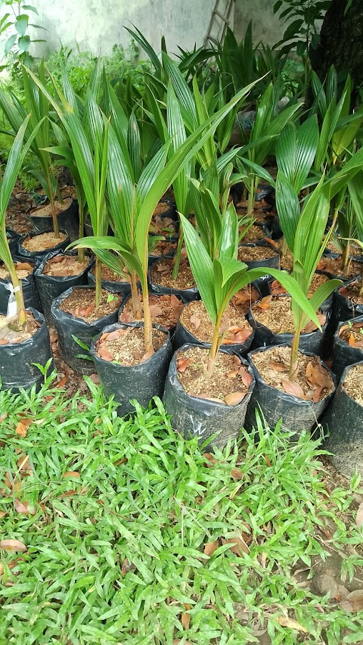 tanaman kelapa wulung bibit hijau produk original Namorambe