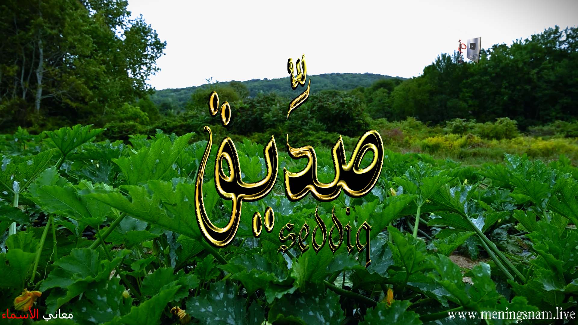 معنى اسم, صديق, وصفات, حامل, هذا الاسم, Seddiq,