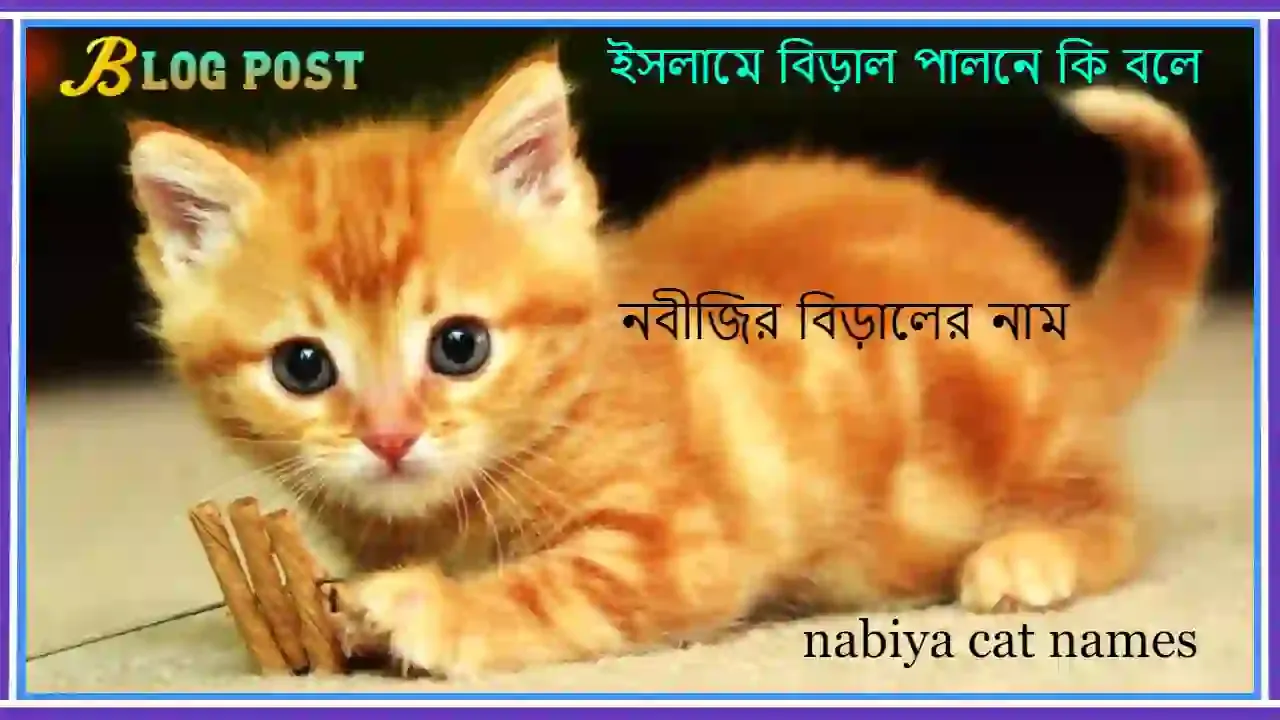 নবীজির বিড়ালের নাম | ইসলামে বিড়াল পালনে কি বলে | nabiya cat names