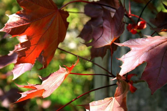 Canadian Maple Leaves - photo, Holly Massie