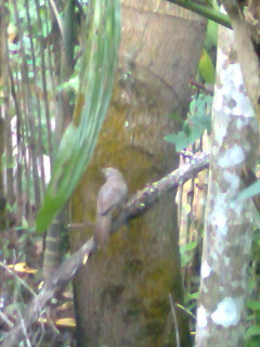 this picture shown a grey colored bird that I have not seen earlier which is sitting on a tree may it be a endanger species 