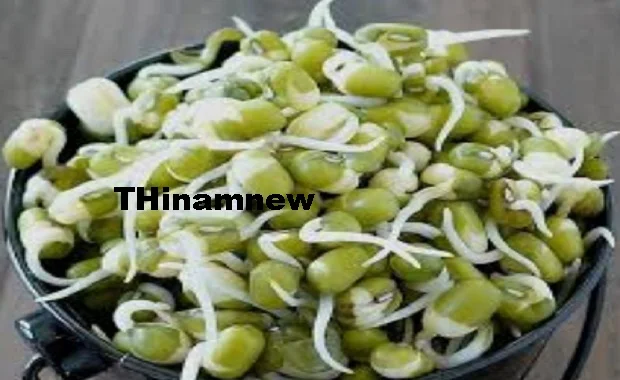 முளை கட்டிய தானியங்கள்