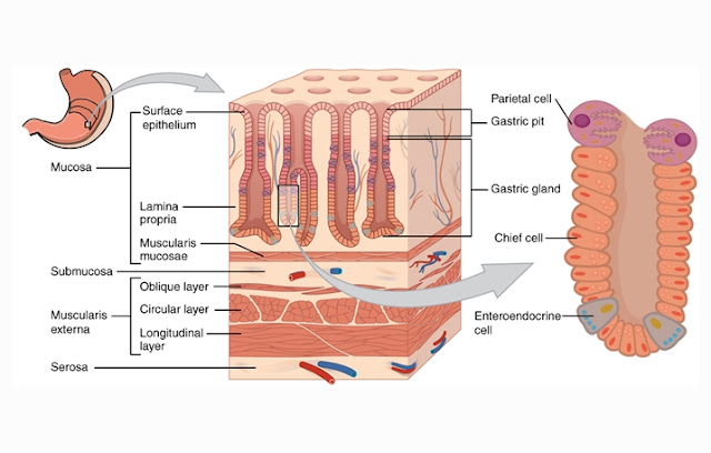 Stomach Layer and Structure