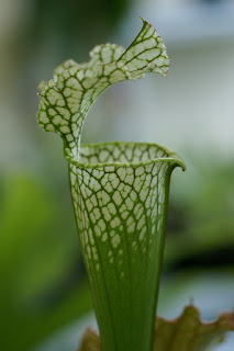 Photo de plante carnivore : Sarracenia sp. - Sarracénies non identifiées 