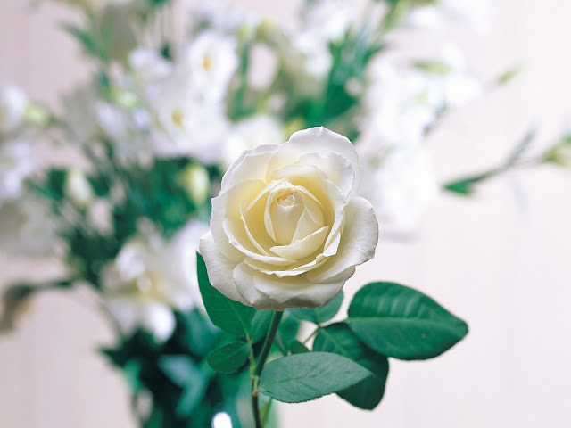 Single Pure White Rose Flower Wallpaper