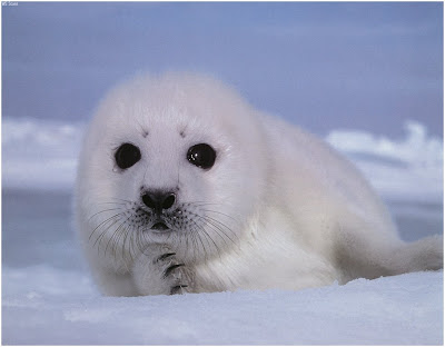 seal animal. /feat-canadaSealHunt.asp