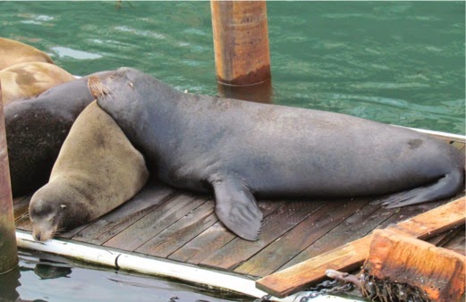 FishingFleet_SeaLions_Tourists-6-2014-04-28-21-33.jpg