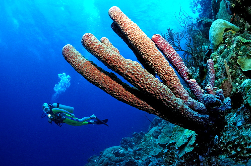 Inilah Langkah  Hewan  Berpori Porifera Bertumbuh Biak
