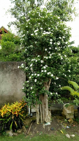  Tanaman  Pohon Bonsai Bunga Melati Jasmine Pusat Tanaman  Hias