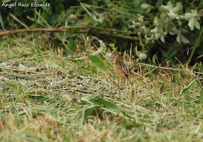 Zitting Cisticola