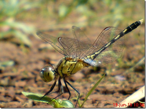 small green dragonfly 8