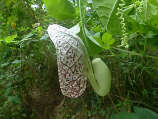 Aristoloche élégante - Aristolochia littoralis - Aristolochia elegans