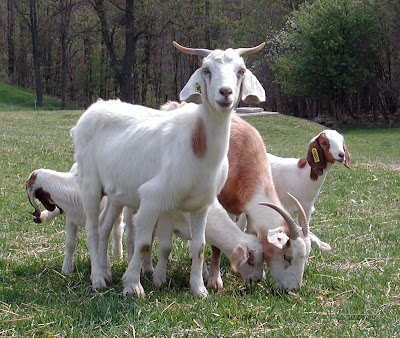 The types and pictures of beautiful goats.