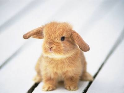 cute pictures of bunnies. Really Cute Bunnies